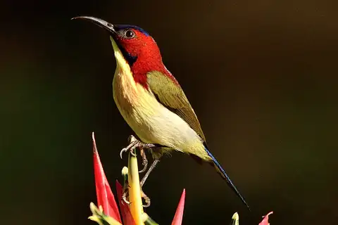 Lovely Sunbird