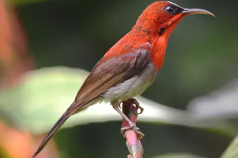 Crimson Sunbird