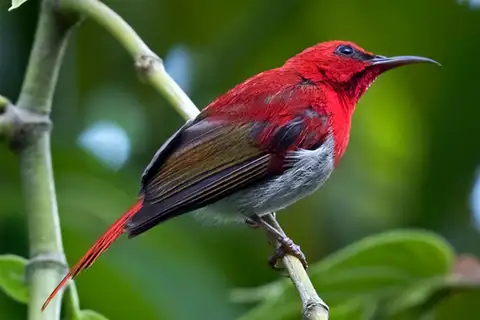 Temminck's Sunbird