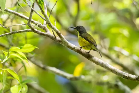 Tboli Sunbird