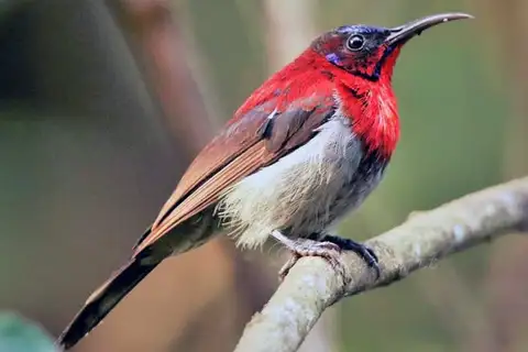 Vigors's Sunbird