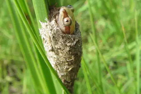 Golden Dwarf Reed Frog