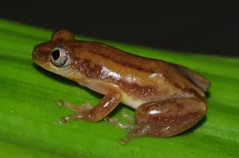 Short-legged Spiny Reed Frog