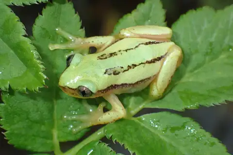 Clarke's banana frog