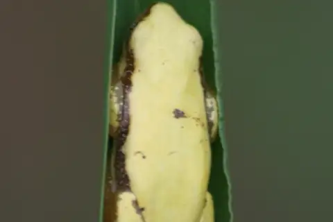 Zimbabwe Banana Frog