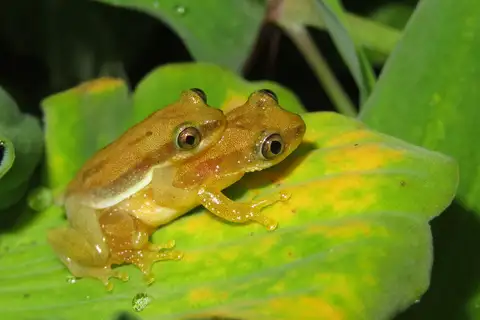 Delicate Spiny Reed Frog