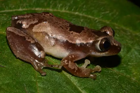 Brown Banana Frog