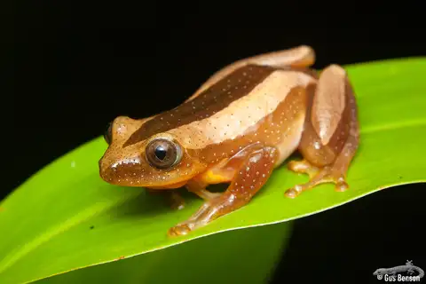 Fornasini's Spiny Reed Frog