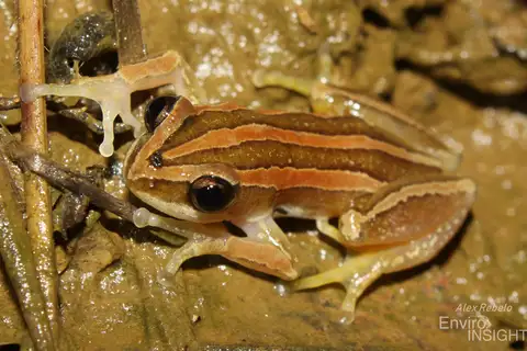 Banded Banana Frog