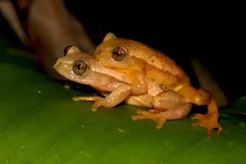 Knysna Spiny Reed Frog