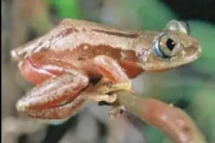 Morere's Spiny Reed Frog