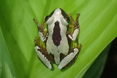 Osorio's Spiny Reed Frog
