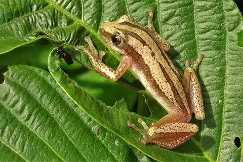 Four-lined Spiny Reed Frog