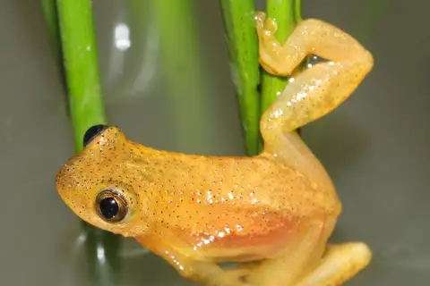 Natal Spiny Reed Frog