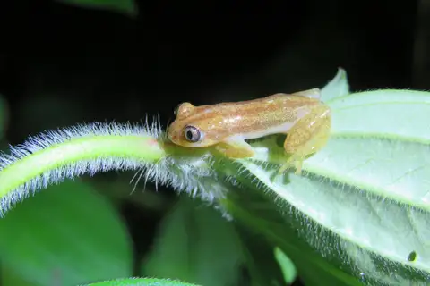 Stuhlmann's Spiny Reed Frog
