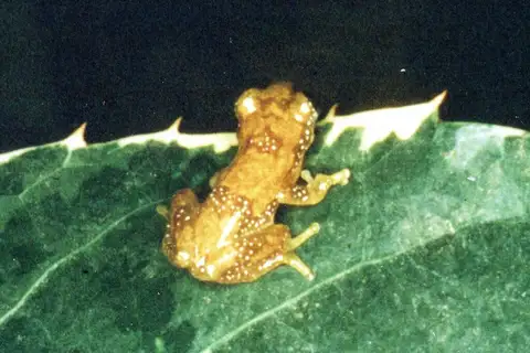 Forest Banana Frog
