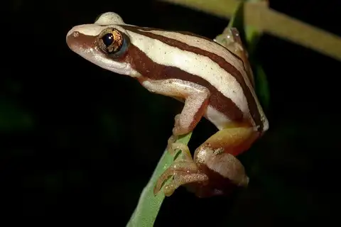De Witte's Spiny Reed Frog