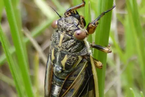 Whitewing Grassland Cicada