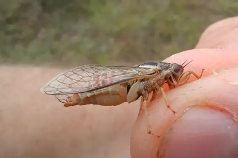 Mimic Cicada