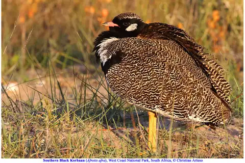 Southern Black Korhaan