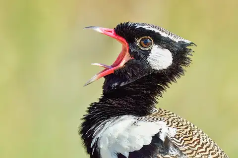 Northern Black Korhaan