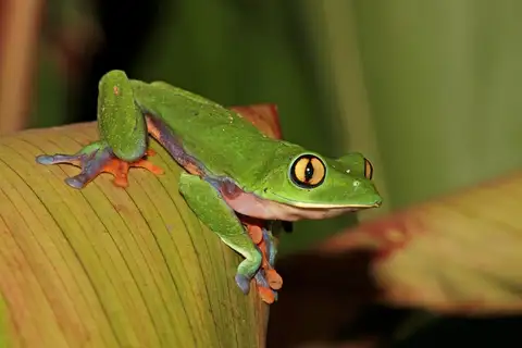 Blue-sided Tree Frog