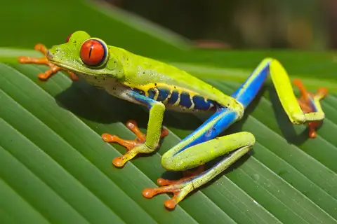 Red-eyed Tree Frog