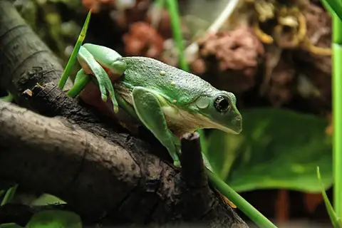 Mexican Giant Tree Frog