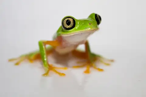Lemur Leaf Frog