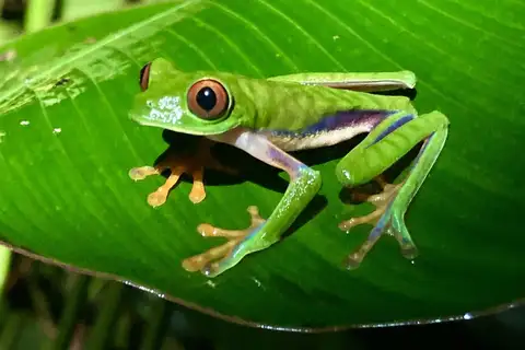 Parachuting Red-eyed Leaf Frog