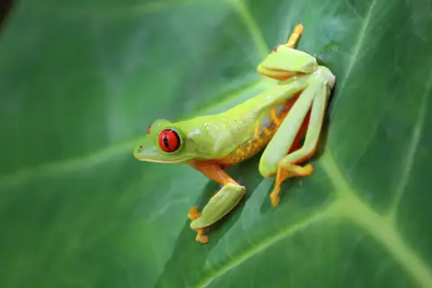 Taylor's Leaf Frog