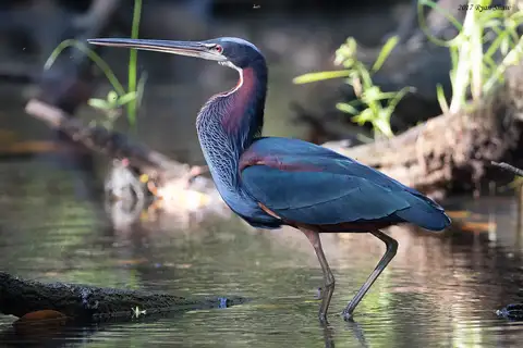 Agami Heron
