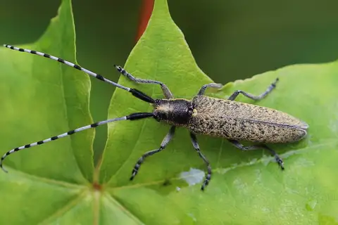 Golden-bloomed Longhorn Beetle