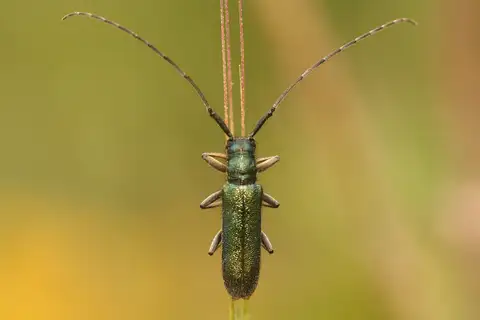 Agapanthia violacea