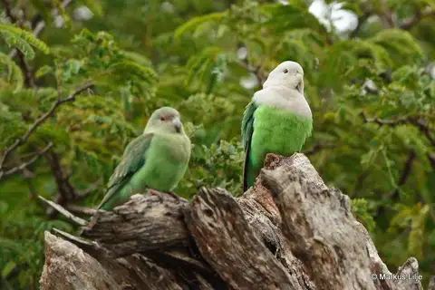 Grey-headed Lovebird