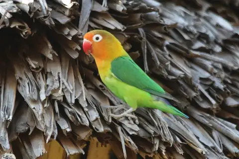 Fischer's Lovebird
