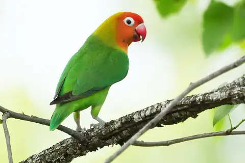 Lilian's Lovebird