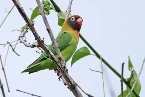 Black-cheeked Lovebird