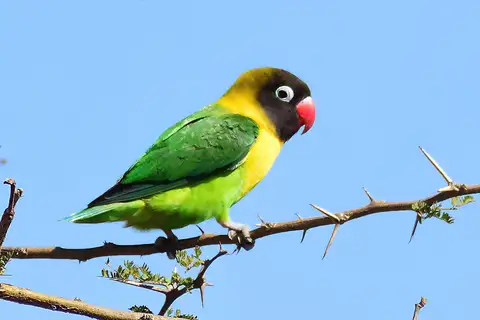Yellow-collared Lovebird