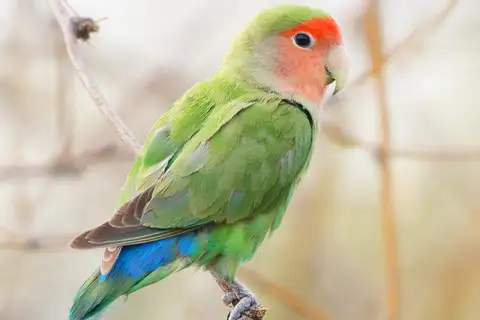 Rosy-faced Lovebird