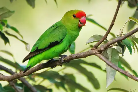 Black-winged Lovebird