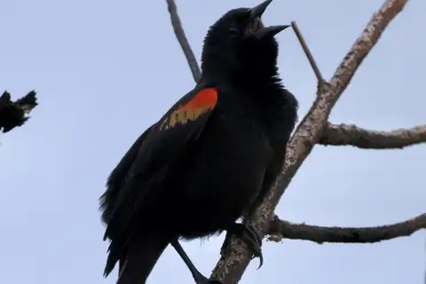 Red-shouldered Blackbird