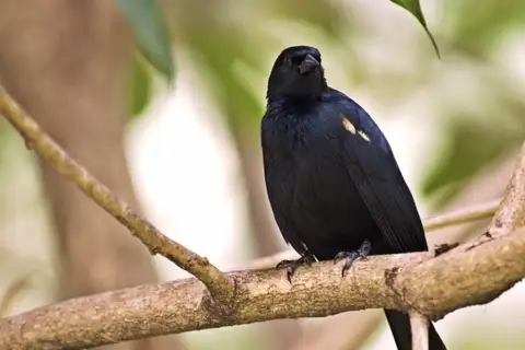 Tawny-shouldered Blackbird