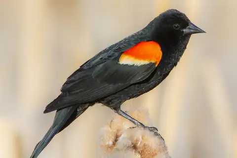 Red-winged Blackbird