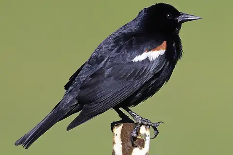 Tricolored Blackbird