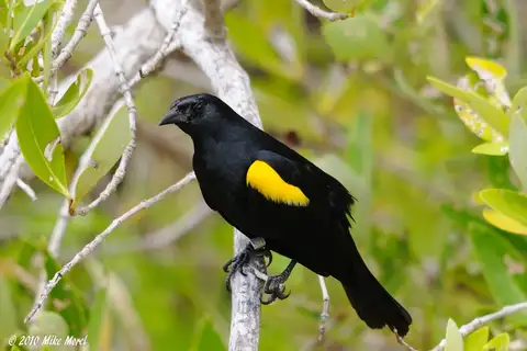 Yellow-shouldered Blackbird