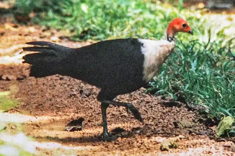 White-breasted Guineafowl