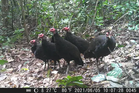 Black Guineafowl
