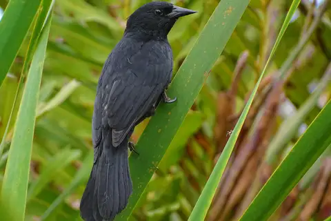 Unicolored Blackbird