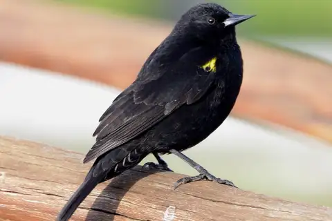 Yellow-winged Blackbird